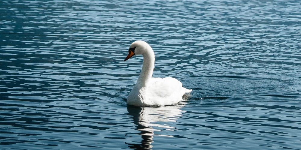 young-white-swan-on-a-lake-picjumbo-com